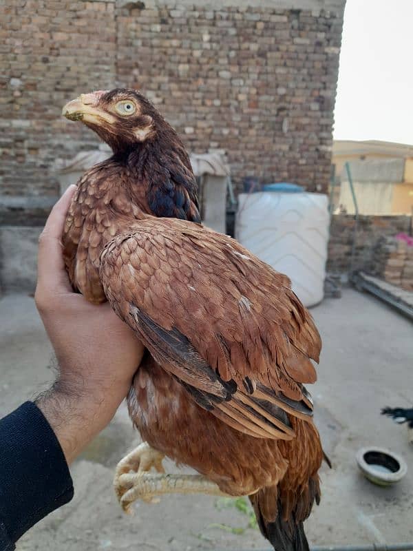 quality peeli aseel hen for sale 3