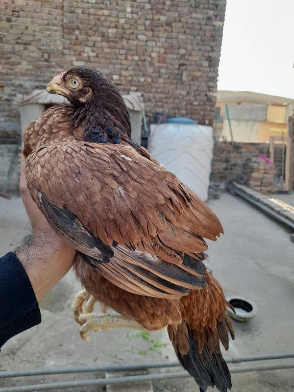 quality peeli aseel hen for sale 4