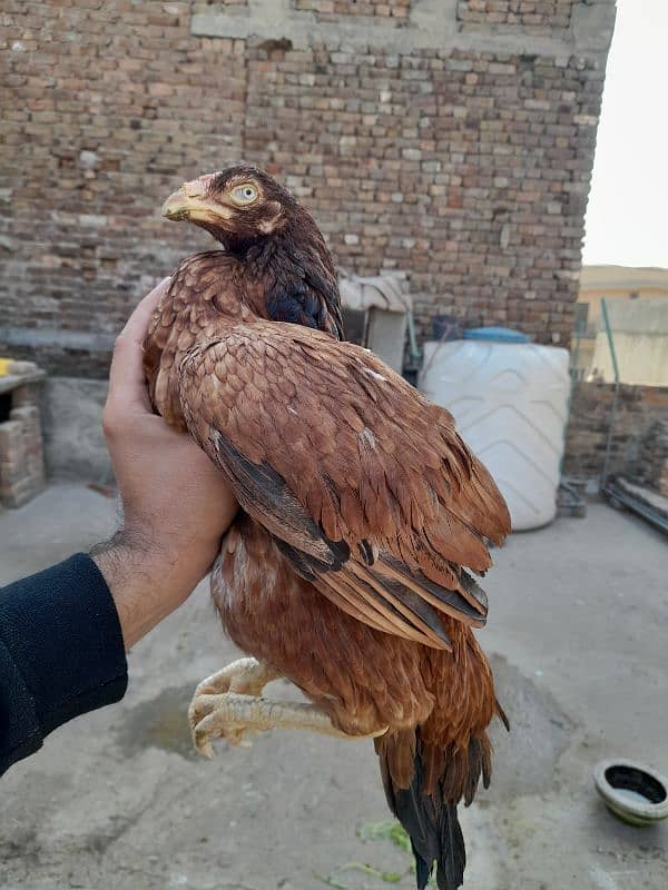 quality peeli aseel hen for sale 5