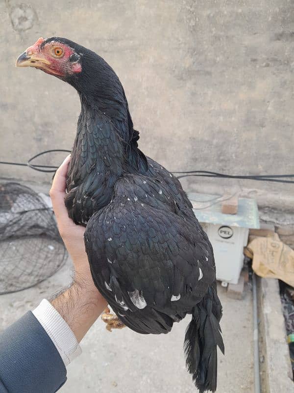 quality peeli aseel hen for sale 6