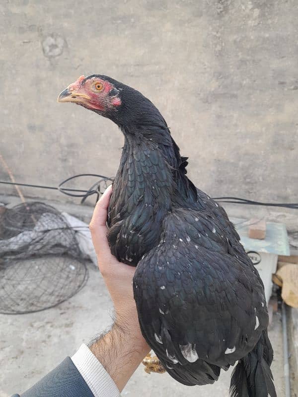 quality peeli aseel hen for sale 7