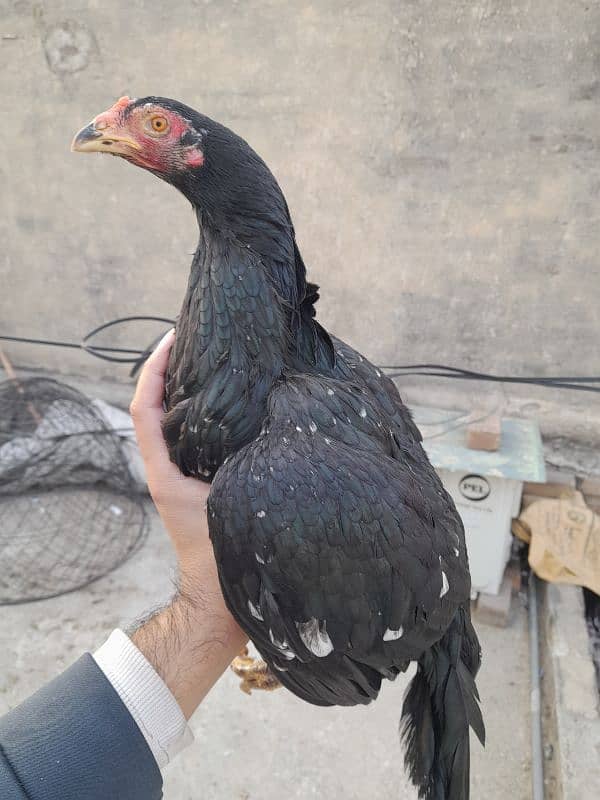 quality peeli aseel hen for sale 8