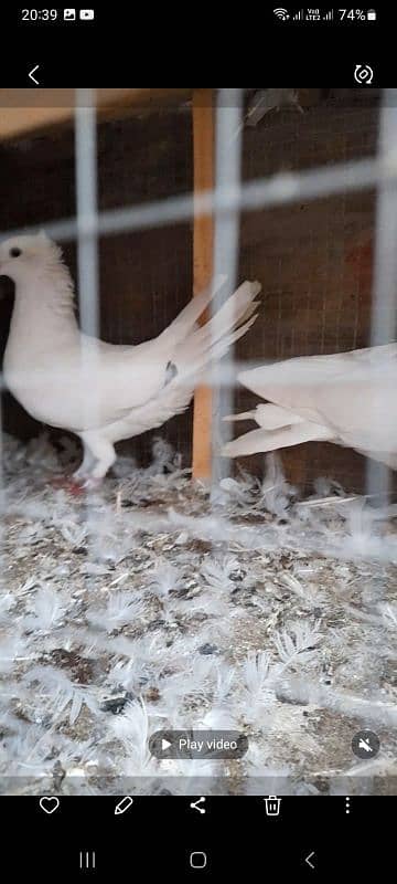 quality peeli aseel hen for sale 9