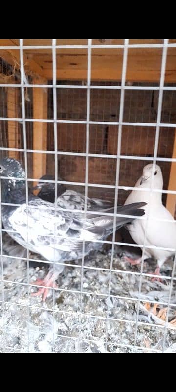 quality peeli aseel hen for sale 10