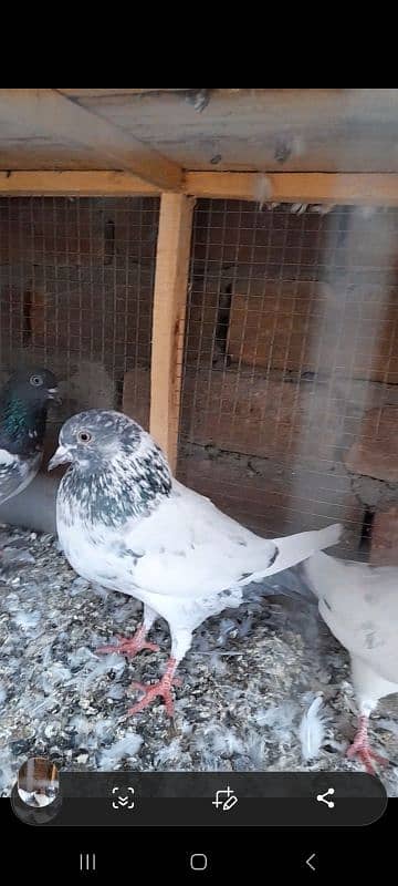 quality peeli aseel hen for sale 11