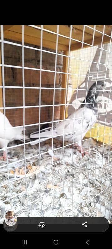 quality peeli aseel hen for sale 12