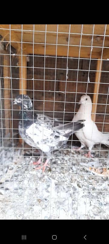 quality peeli aseel hen for sale 13