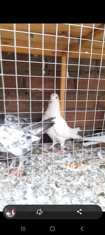 quality peeli aseel hen for sale 14