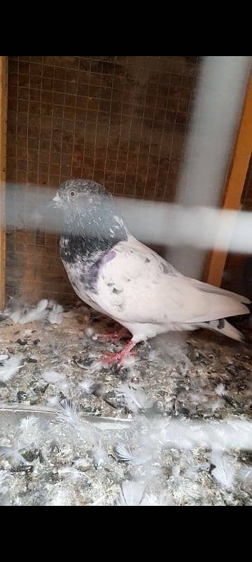 quality peeli aseel hen for sale 15