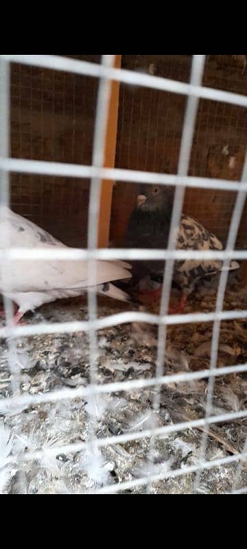 quality peeli aseel hen for sale 16