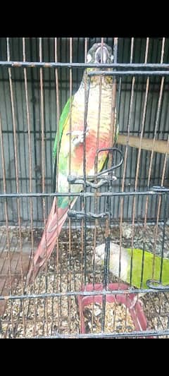 conure-