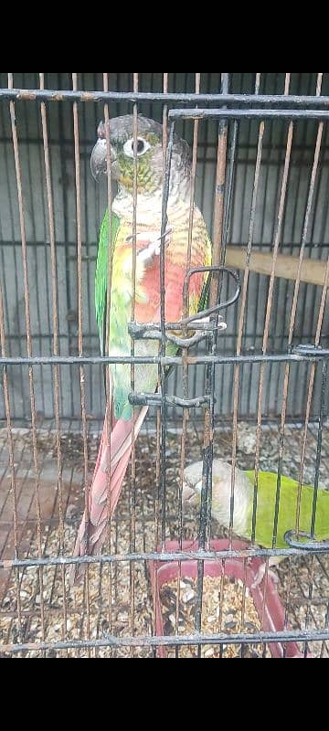 conure- love bird- black wing 1