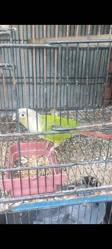 conure- love bird- black wing 2