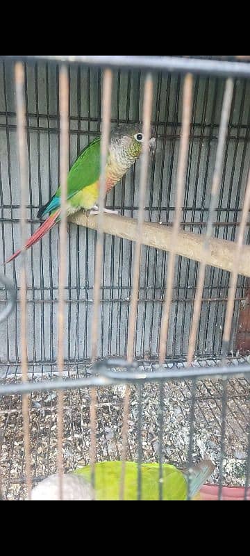 conure- love bird- black wing 3