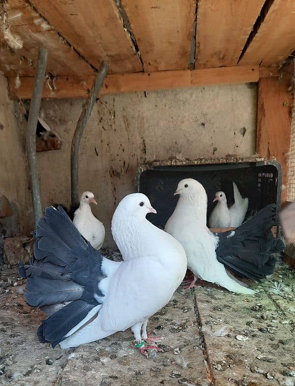 Black Tail Pair with Chicks 0