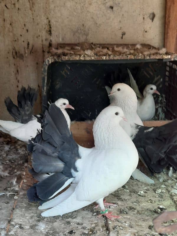 Black Tail Pair with Chicks 1