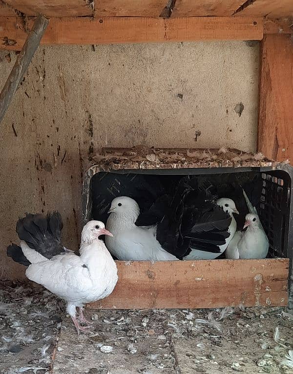 Black Tail Pair with Chicks 2