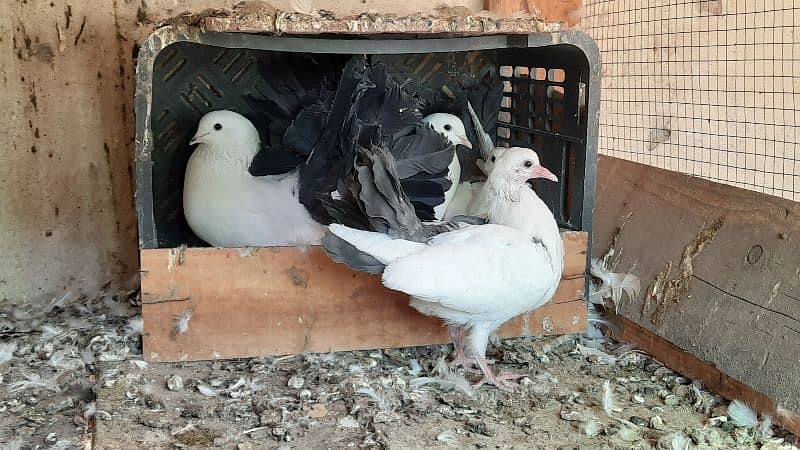 Black Tail Pair with Chicks 3