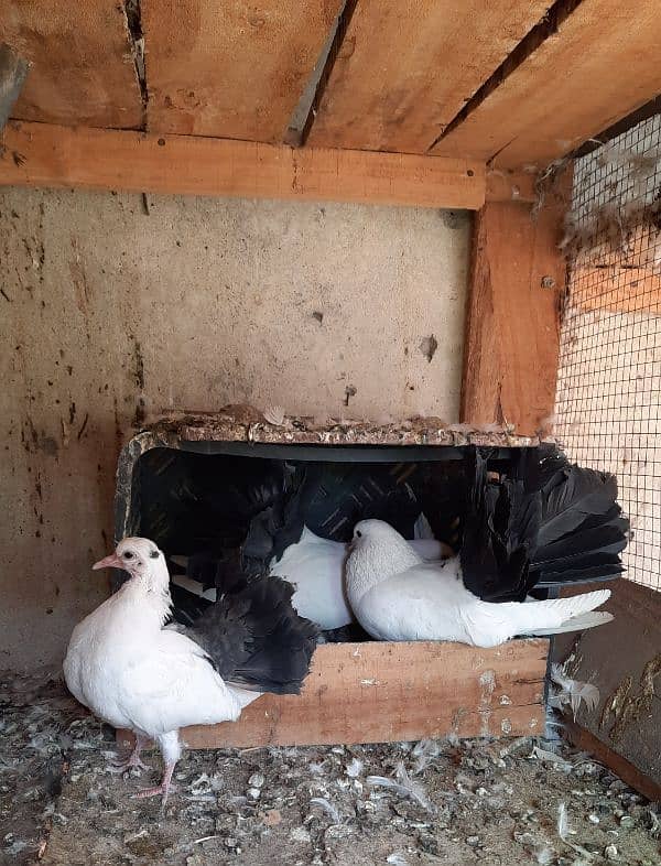 Black Tail Pair with Chicks 4