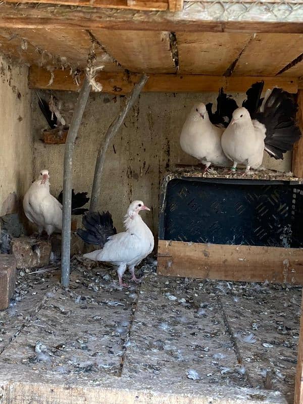 Black Tail Pair with Chicks 6