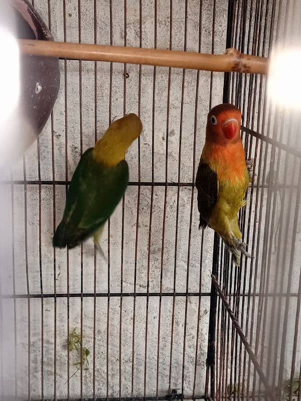 Love Birds 5 Month Age 2