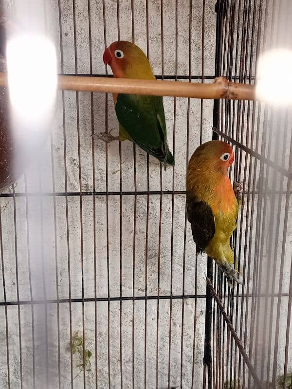 Love Birds 5 Month Age 4