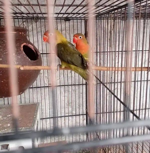 Love Birds 5 Month Age 0