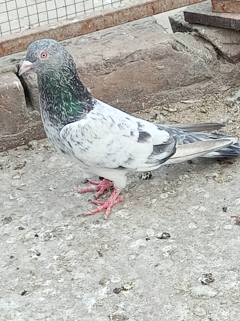 Pigeons 1