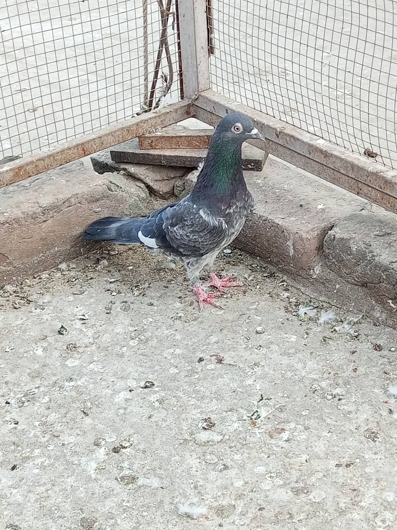 Pigeons 5