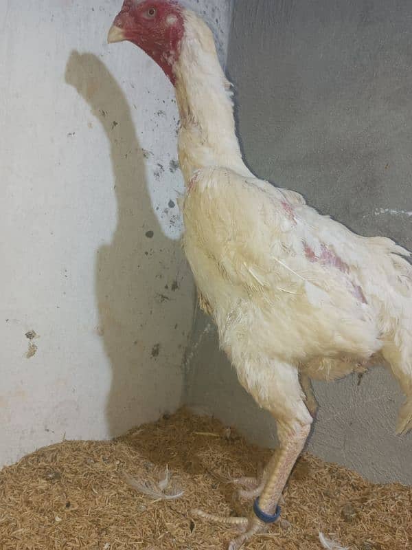 White o shamo chicks king size  avaliable and pure thi pakoya female 10