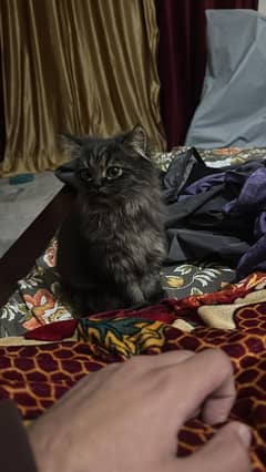 Persian Kitten for sale