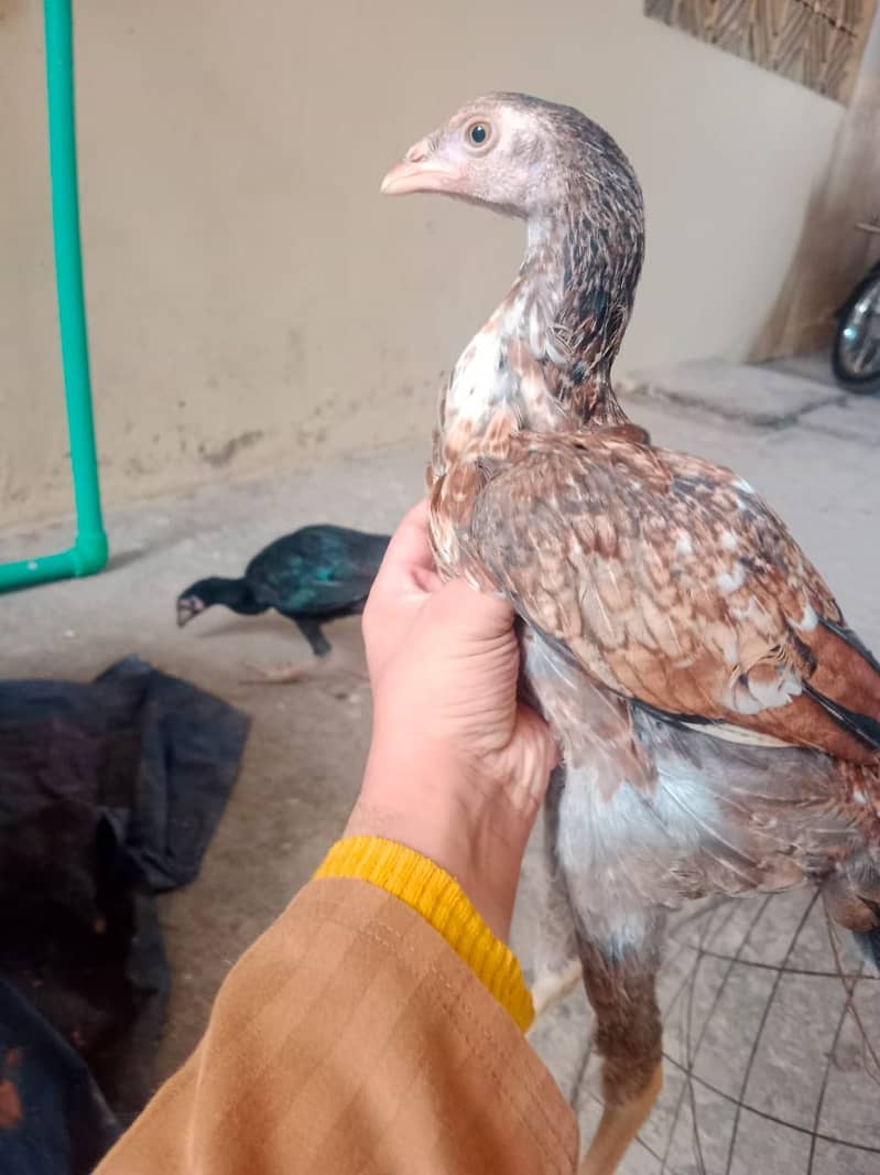 OLD Blood Line Aseel Chicks For Sale 4