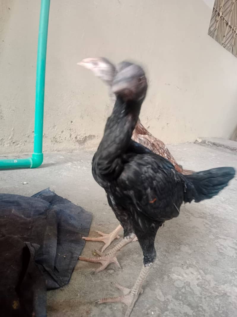 OLD Blood Line Aseel Chicks For Sale 2