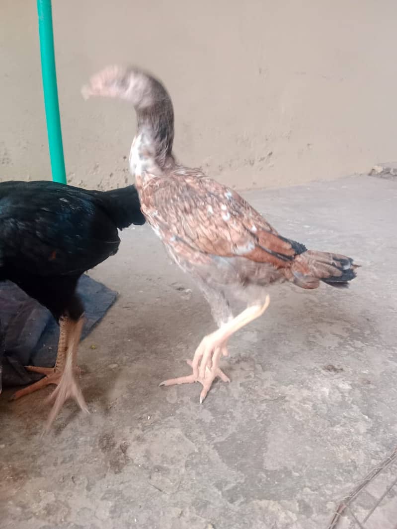 OLD Blood Line Aseel Chicks For Sale 3