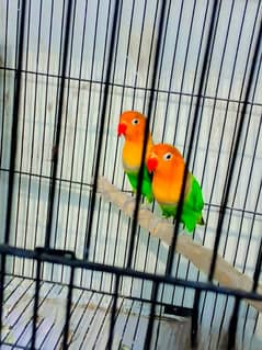 love birds Pair with cage for sale