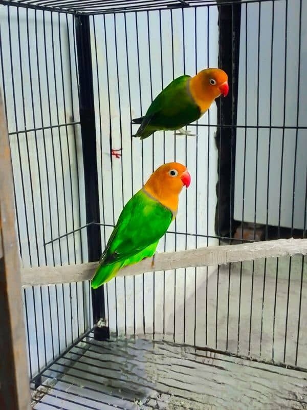 love birds Pair with cage for sale 1