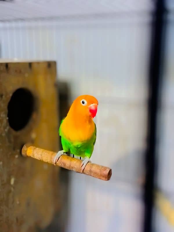 love birds Pair with cage for sale 2