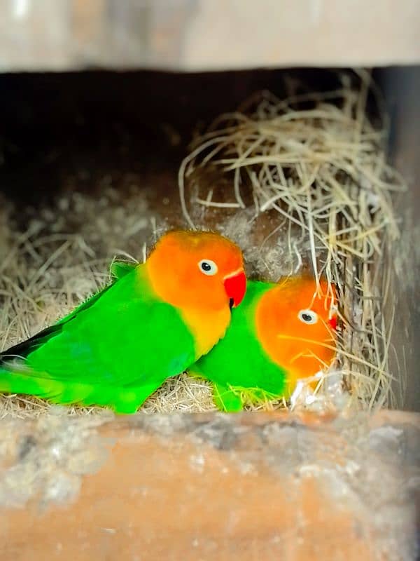 love birds Pair with cage for sale 3