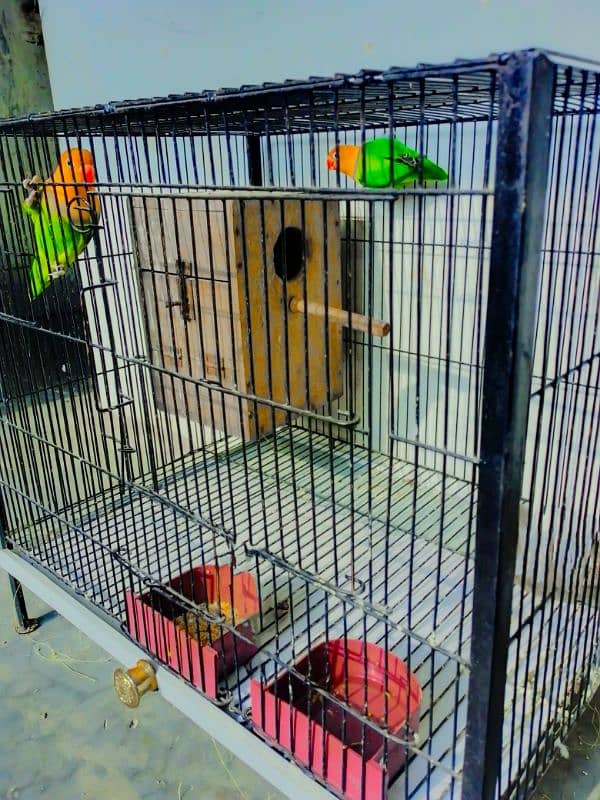 love birds Pair with cage for sale 4