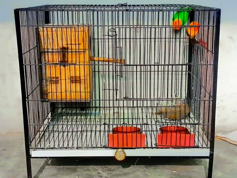 love birds Pair with cage for sale 5