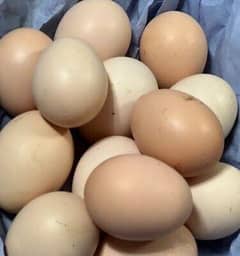 Shamoo Eggs |  Pakoy Eggs | Heera Eggs | Fertile | Coco shamoo eggs