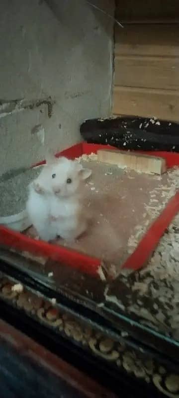 hamster / Hamsters /siberian hamster 2