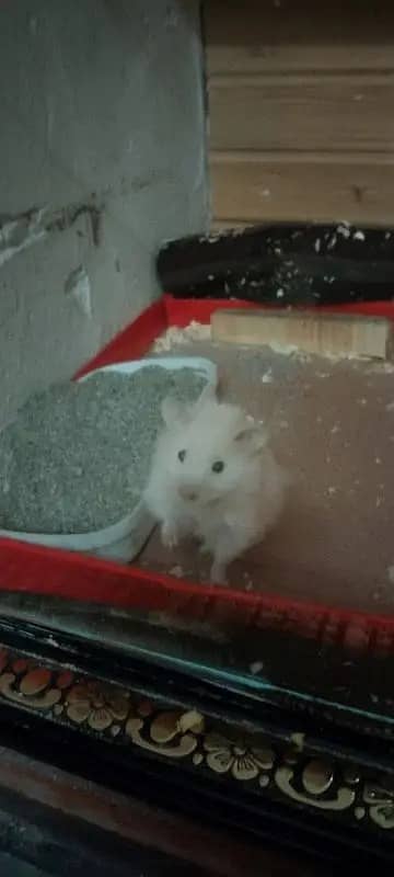 hamster / Hamsters /siberian hamster 4