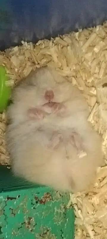 hamster / Hamsters /siberian hamster 6