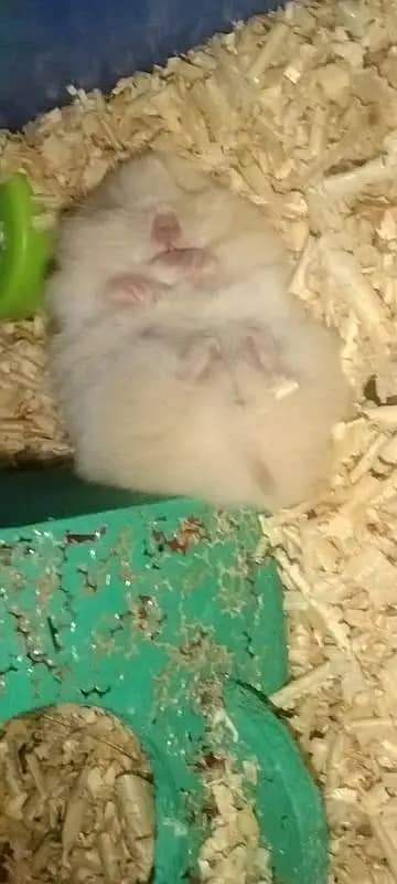 hamster / Hamsters /siberian hamster 7