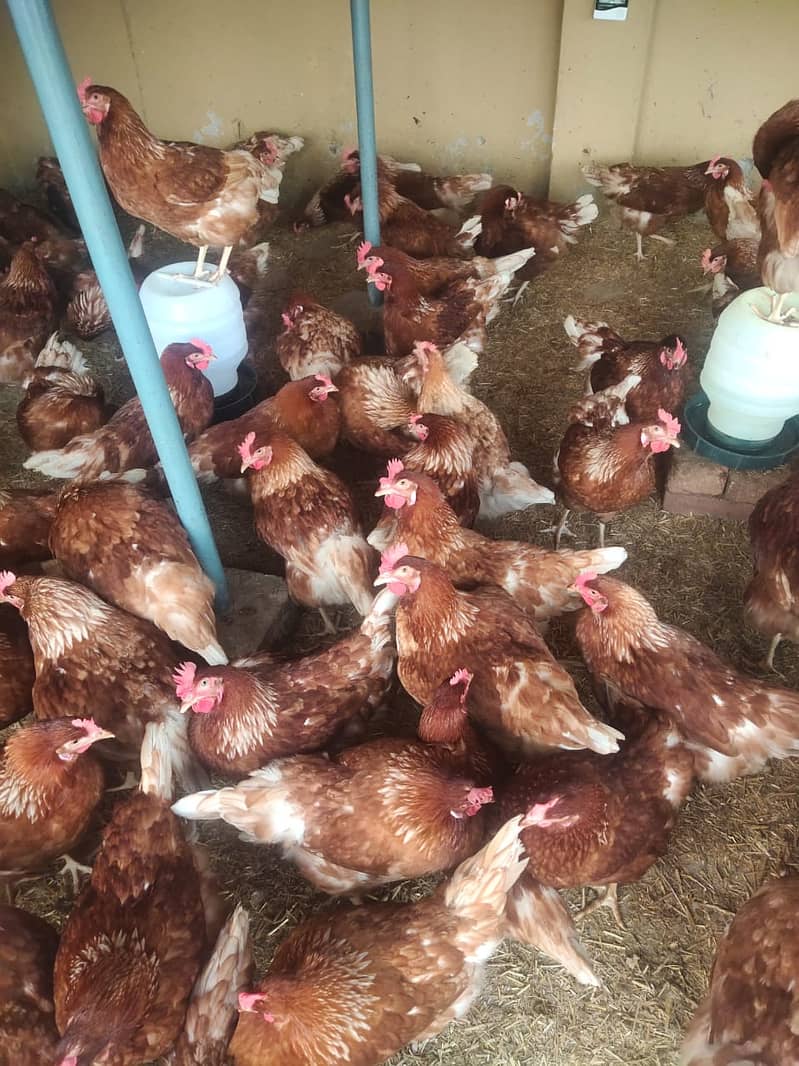 lohman brown | lohman black | egss laying hens | egss | brown 1