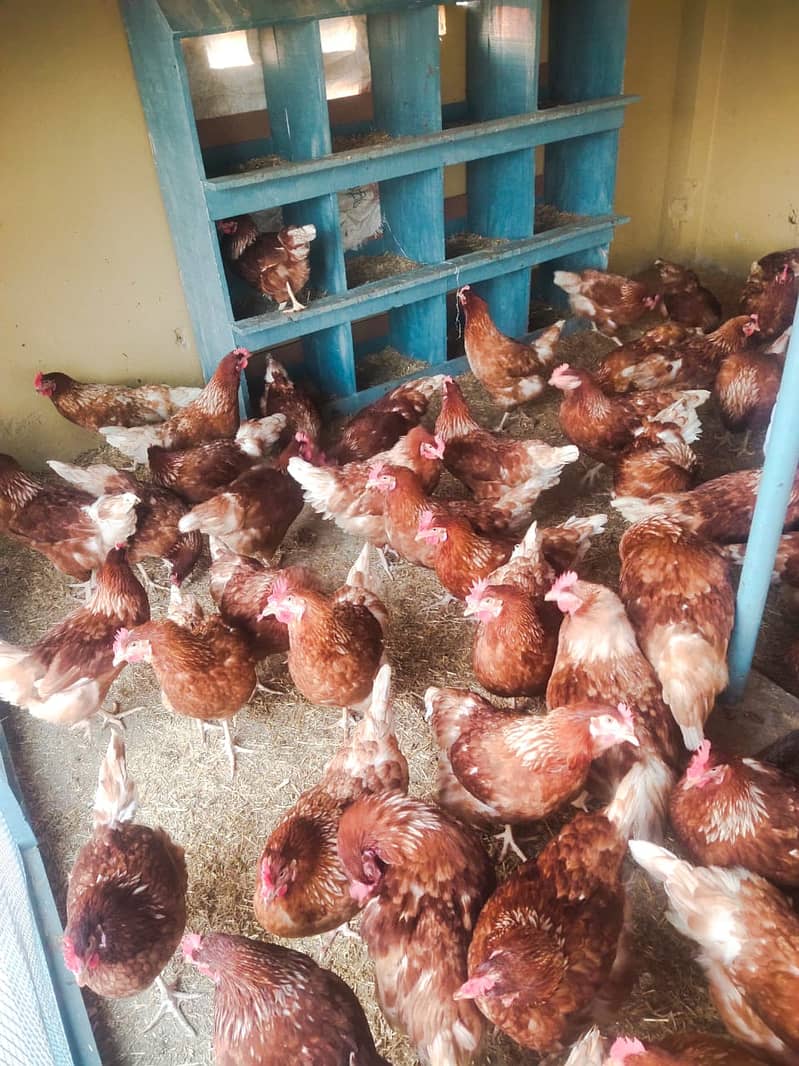 lohman brown | lohman black | egss laying hens | egss | brown 3