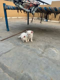 persian cat baby white brown black brown