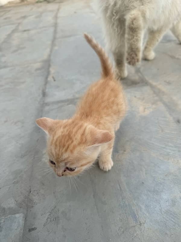 persian cat baby white brown black brown 1