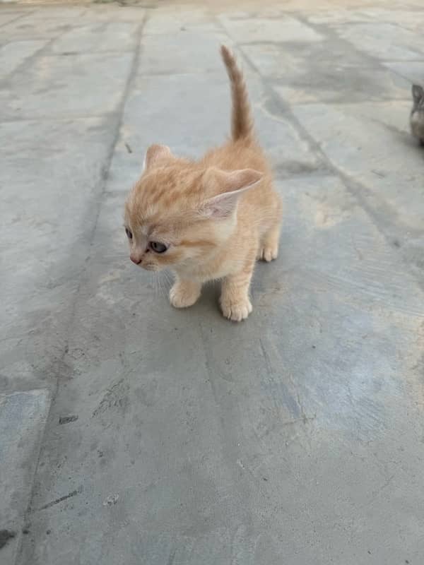 persian cat baby white brown black brown 2